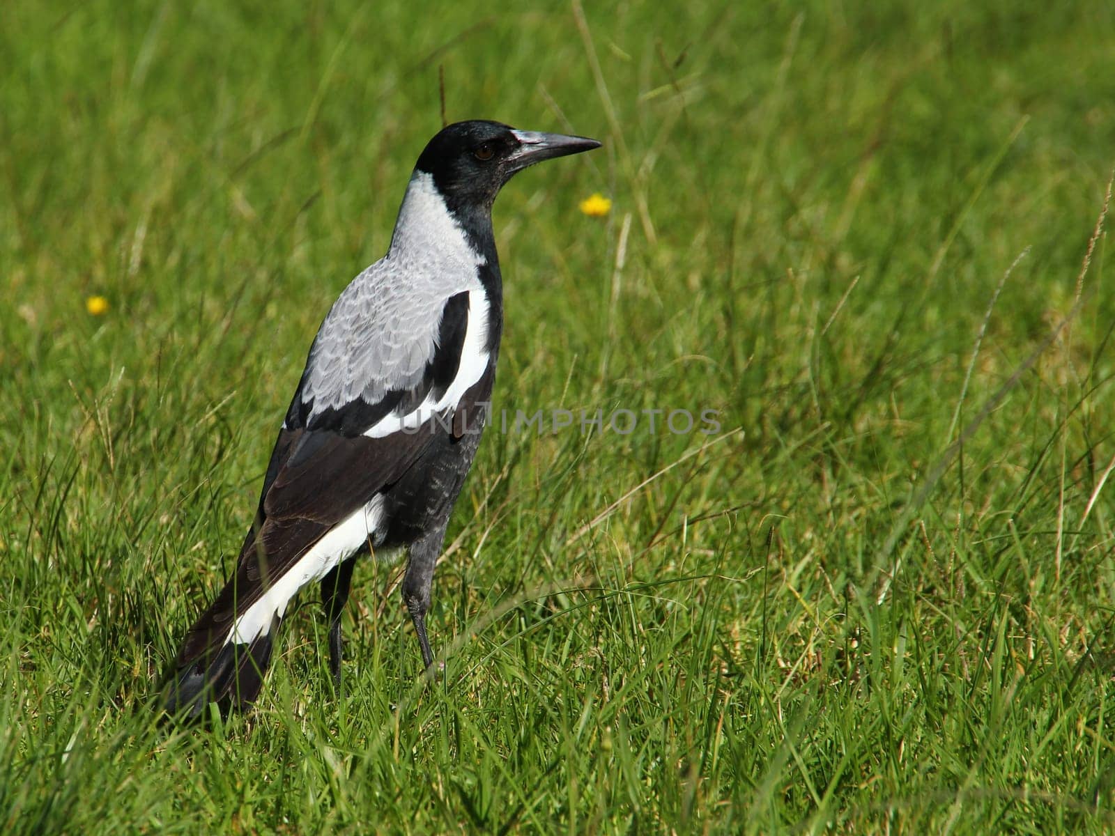 An Australian Magpie standing on a grassy field.