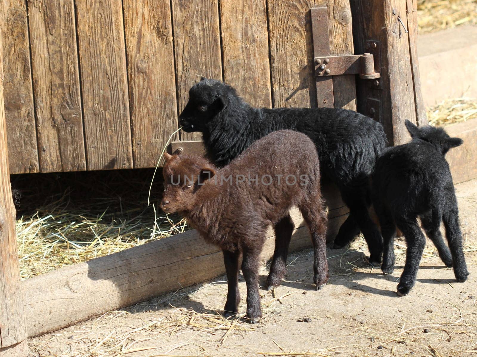 Three newborn Breton dwarf sheep lambs at Sababurg Zoo