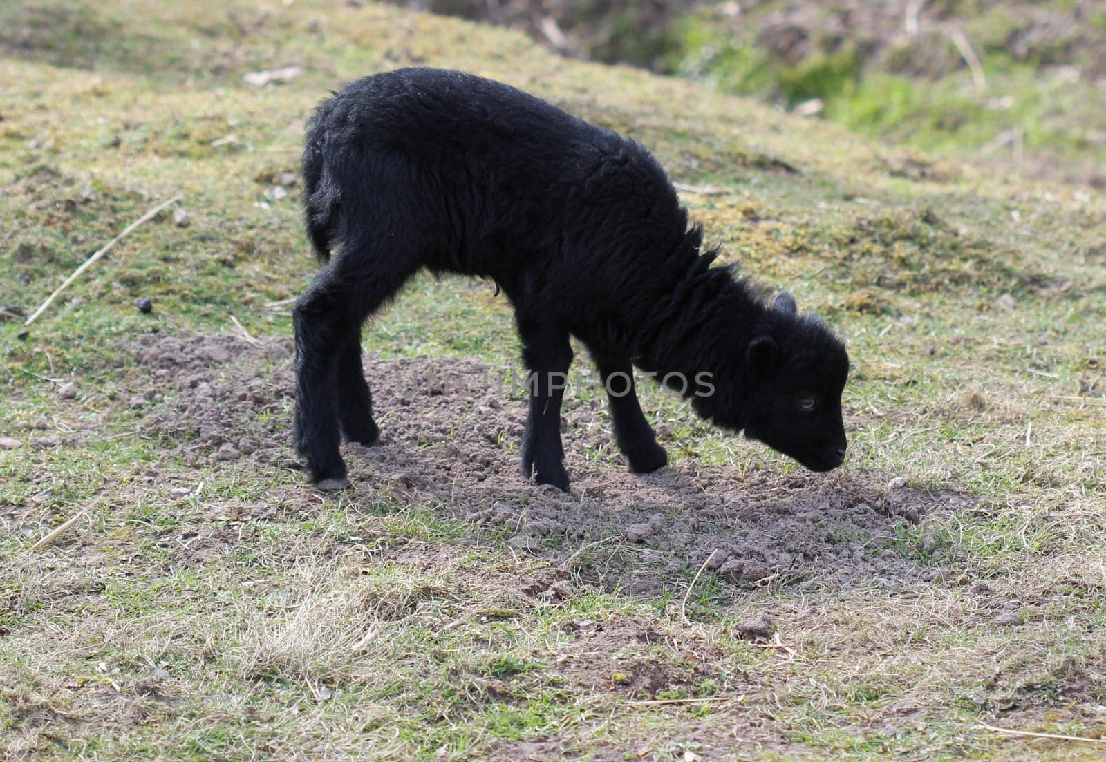 Newborn Breton dwarf sheep at Sababurg Zoo