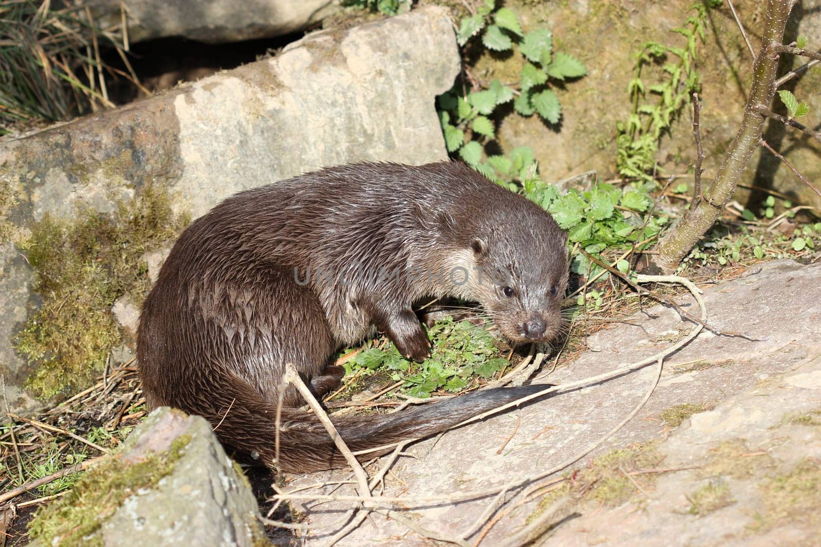 Otters at Sababurg Zoo