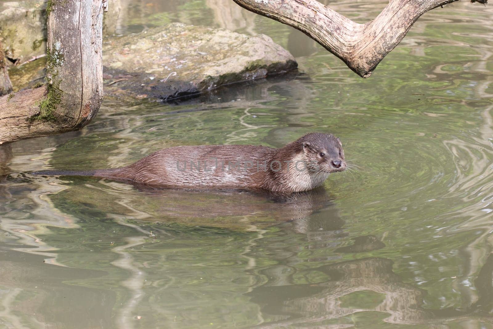 Otter in the water