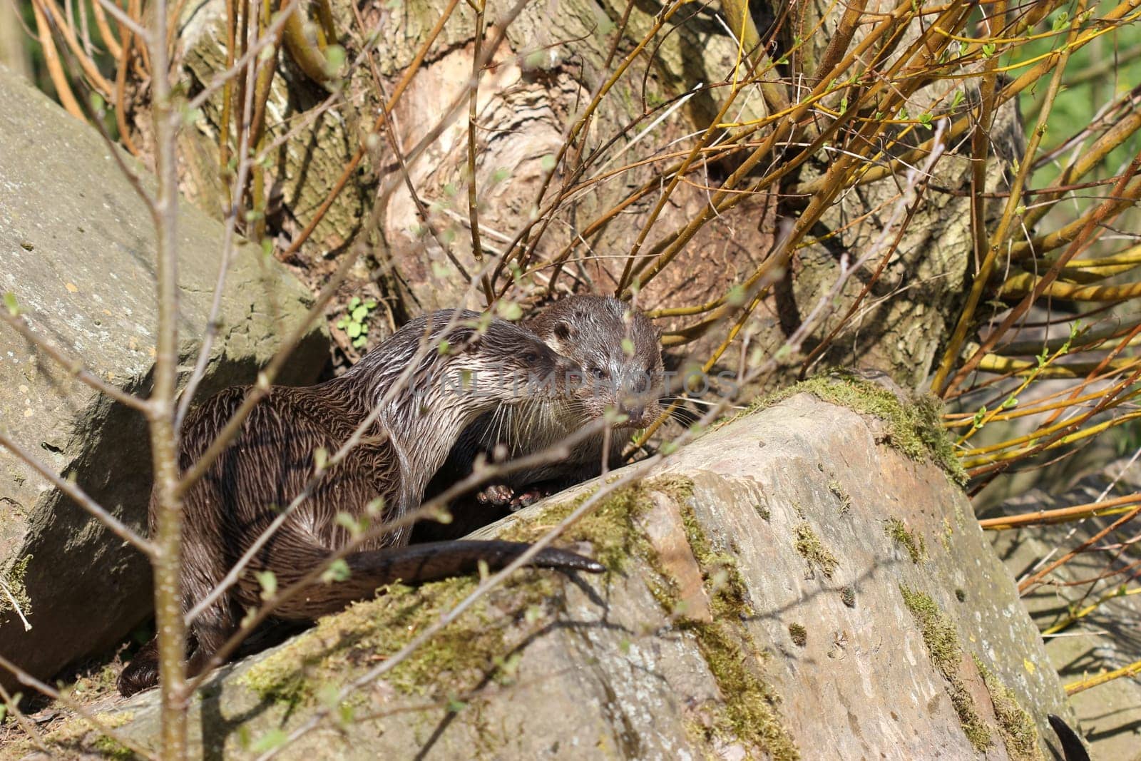 Two otters at Sababurg Zoo