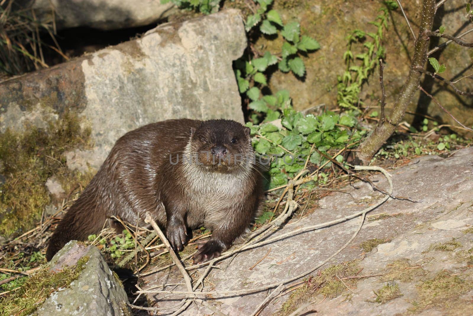 Blinking otter at Sababurg Zoo