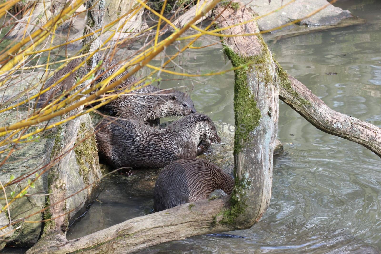 Feeding otters at Sababurg Zoo