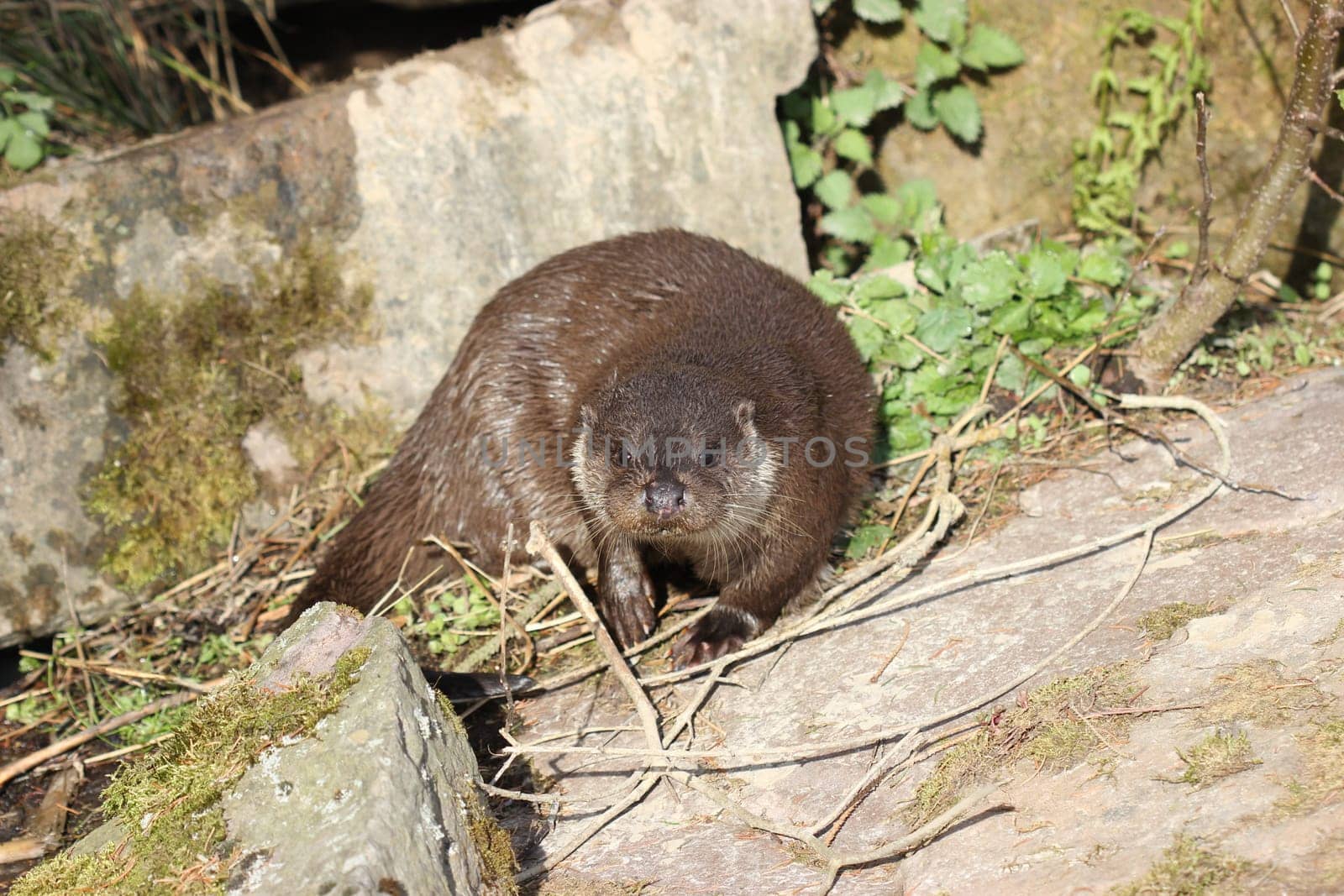 Otters at Sababurg Zoo