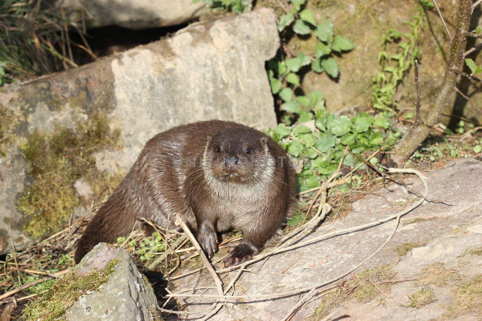 Otters at Sababurg Zoo