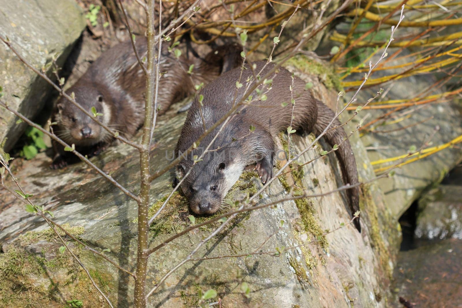 Two otters at Sababurg Zoo