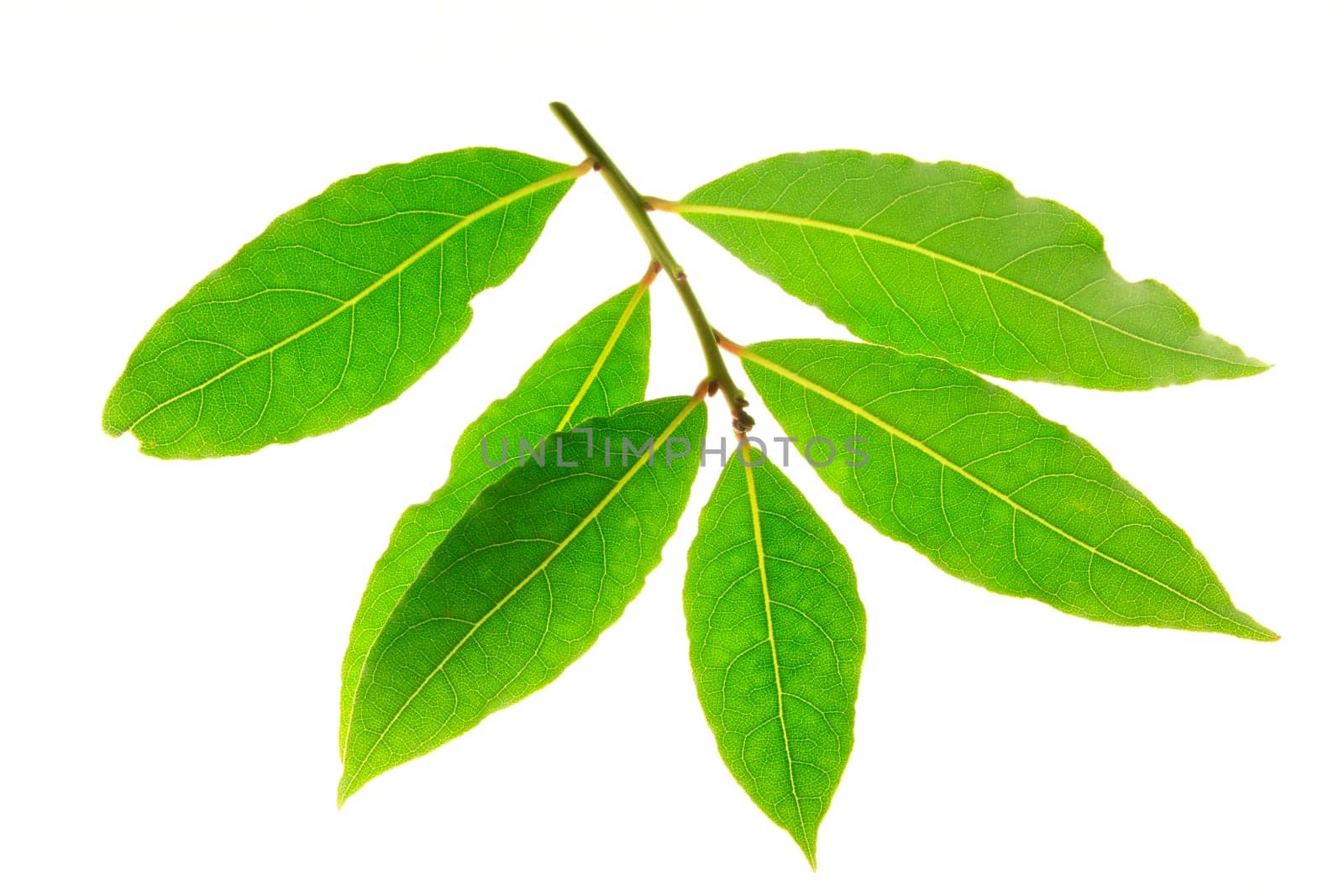 Laurel leaves isolated against white background