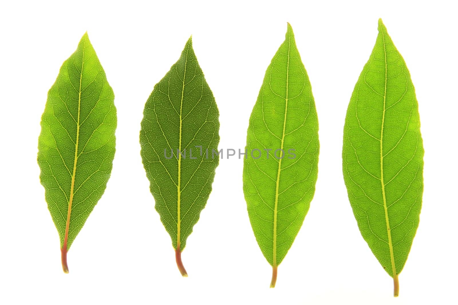 Laurel leaves isolated against white background