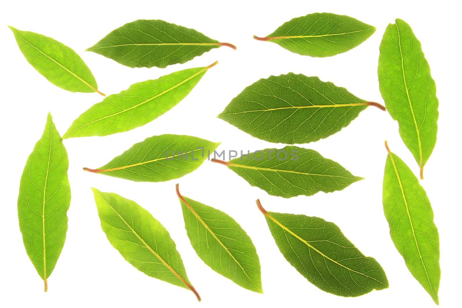 Laurel leaves isolated against white background