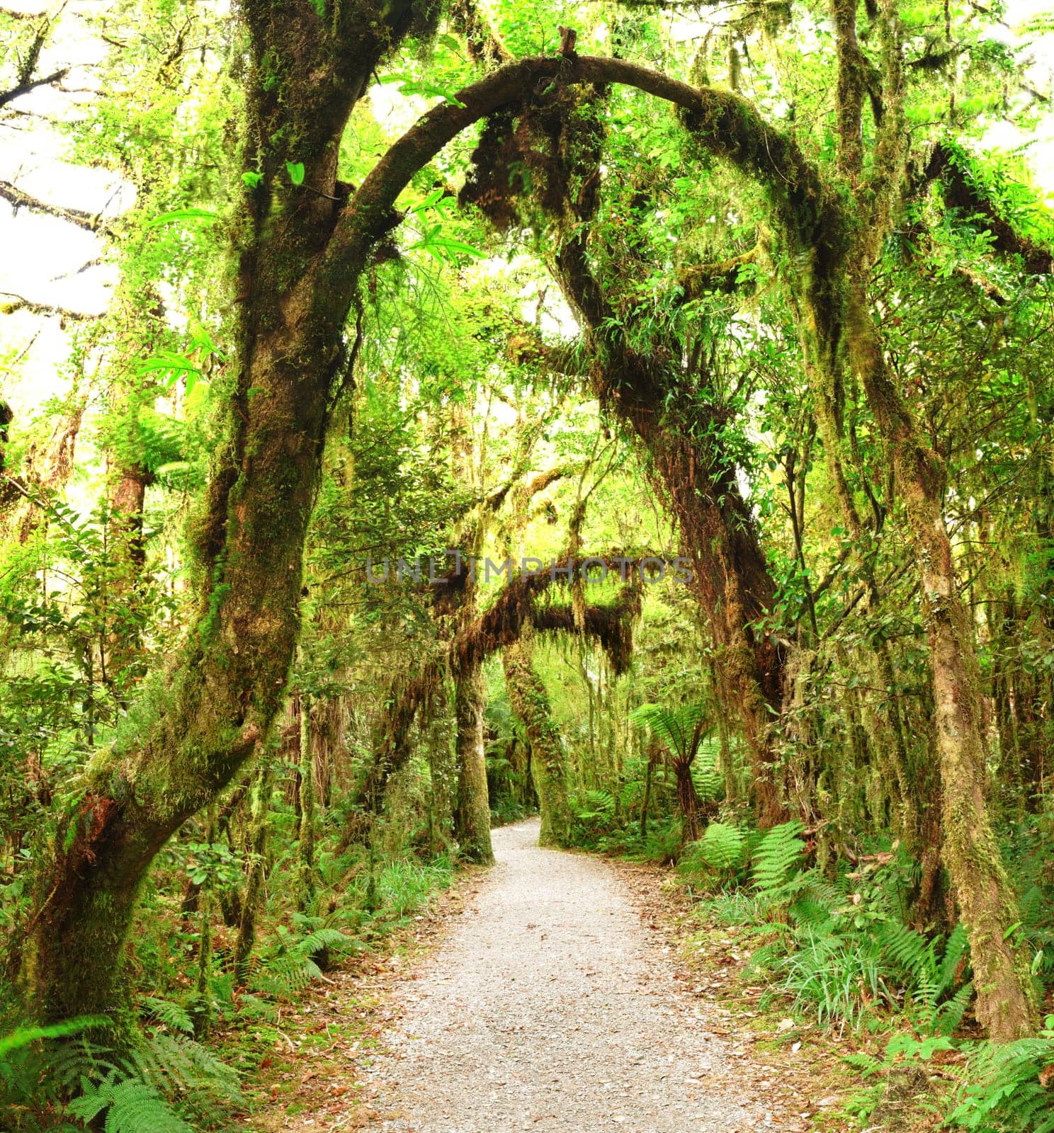 Native bush of New Zealand