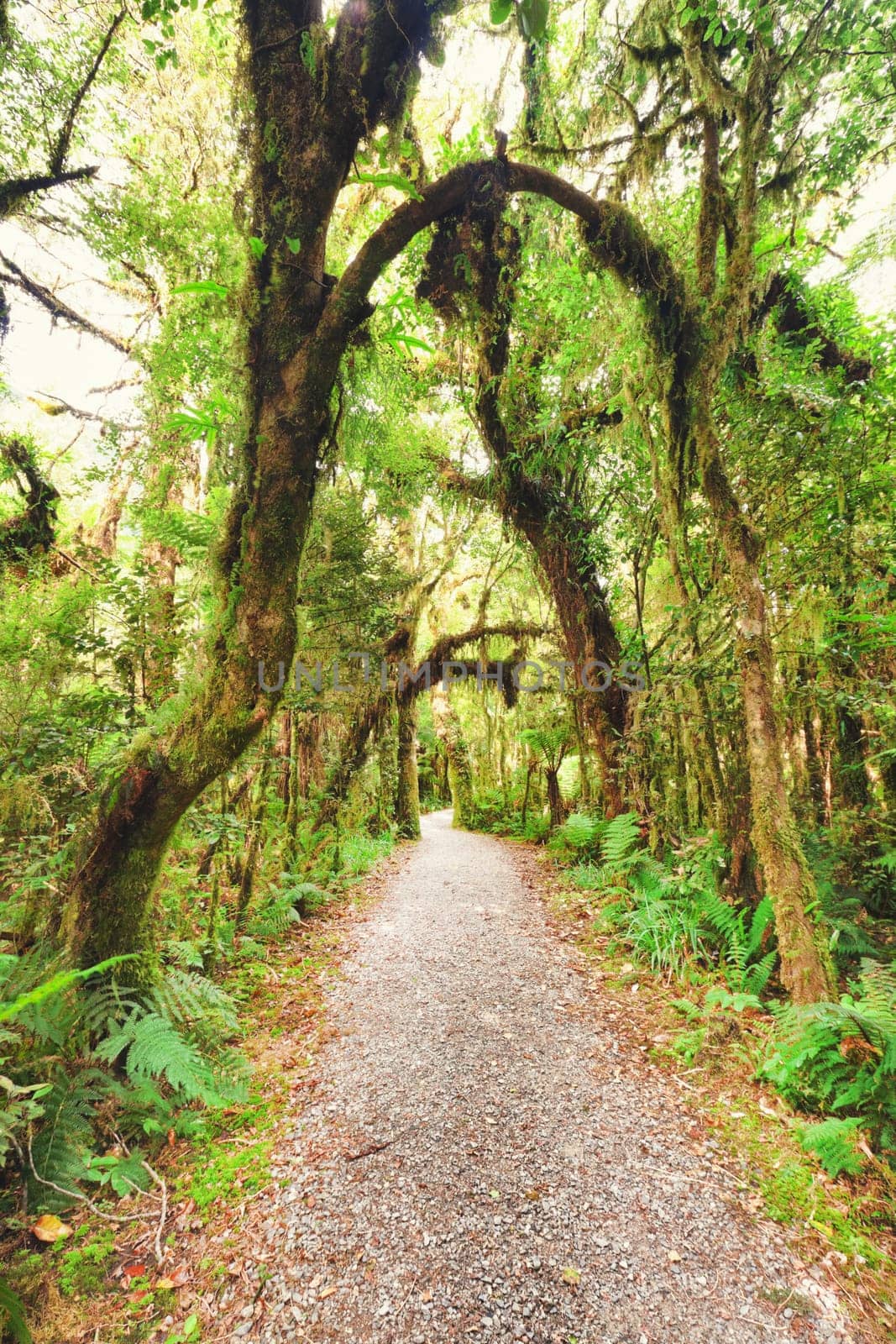 Native bush of New Zealand