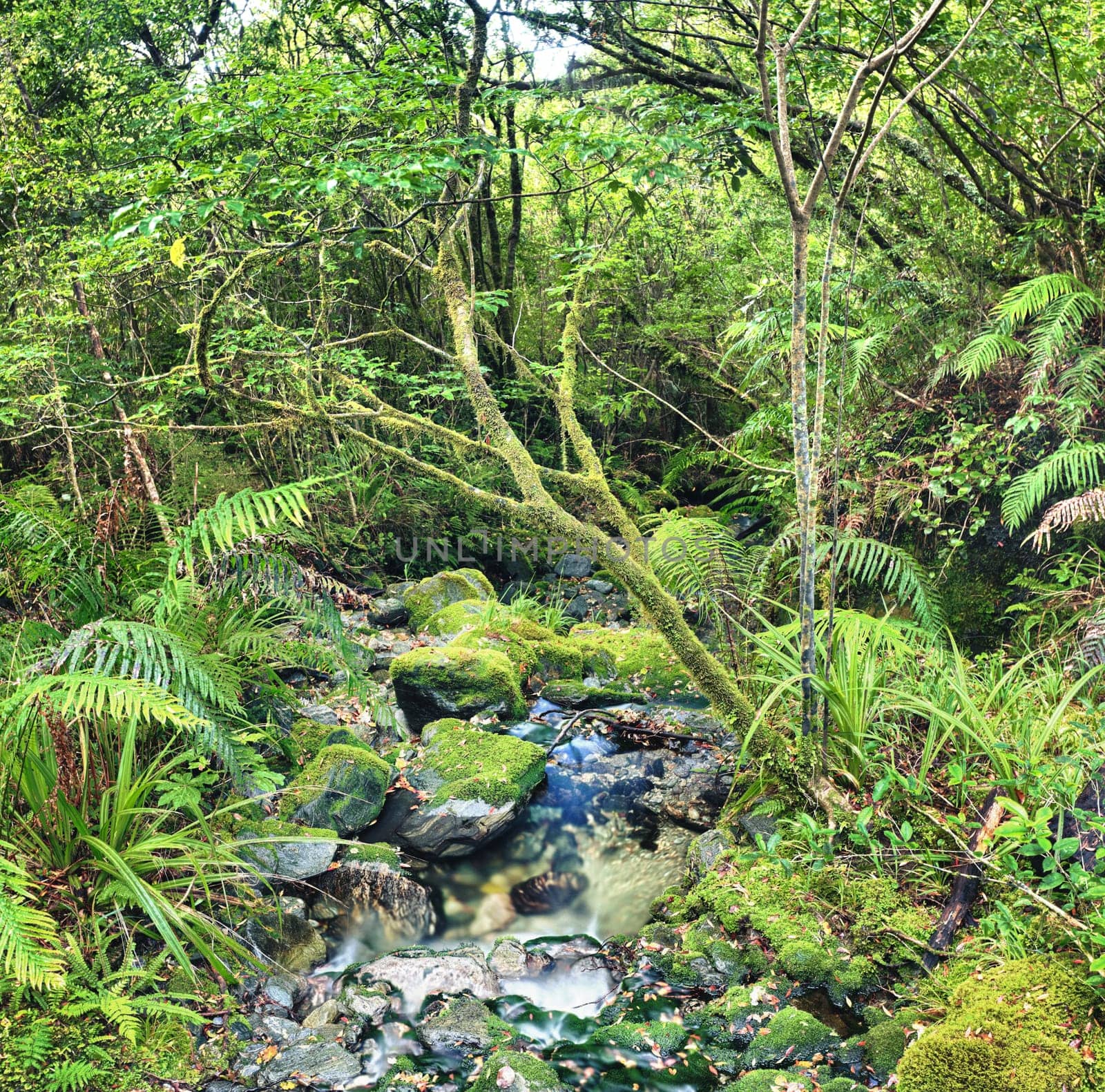 The New Zealand native bush