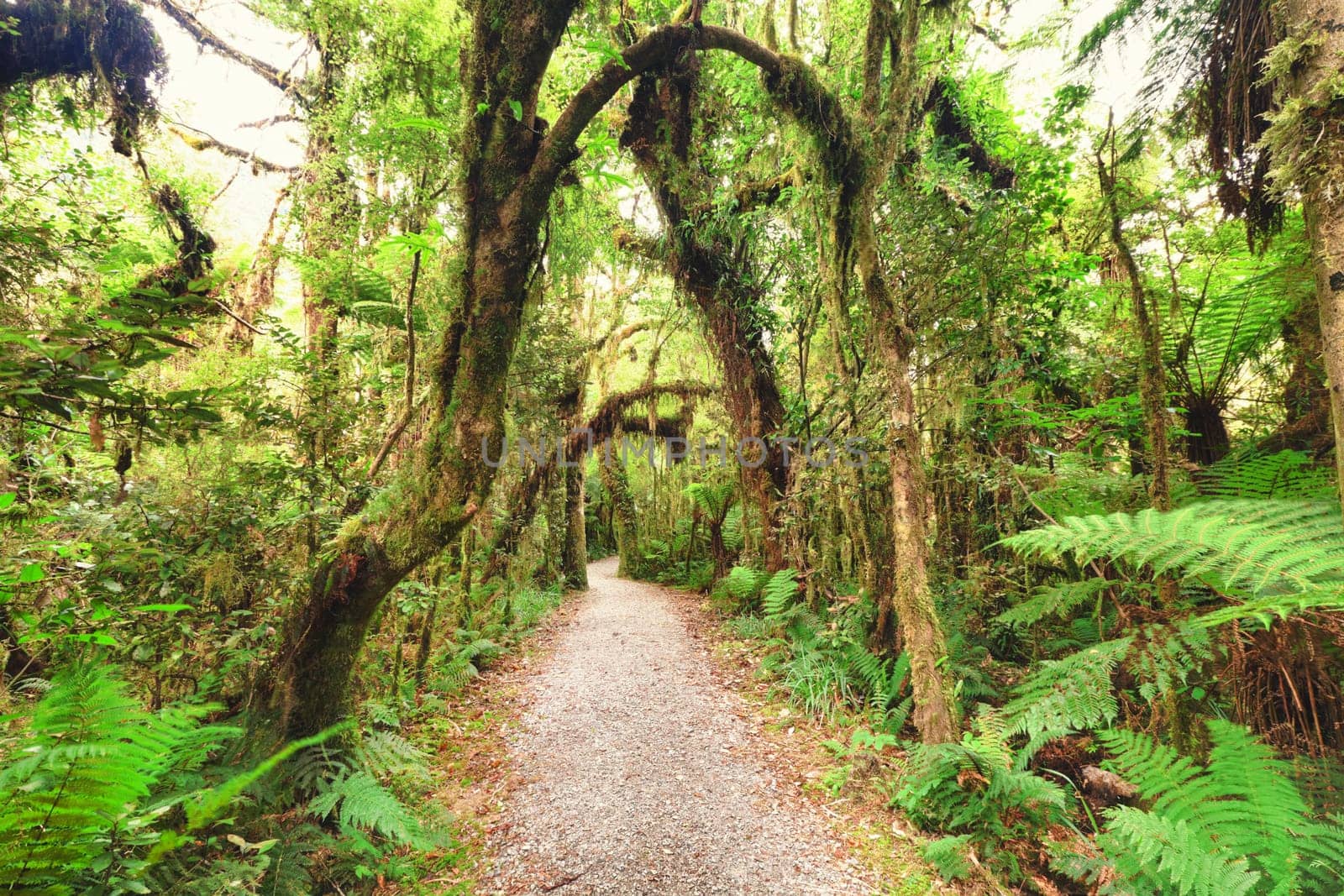 Native bush of New Zealand