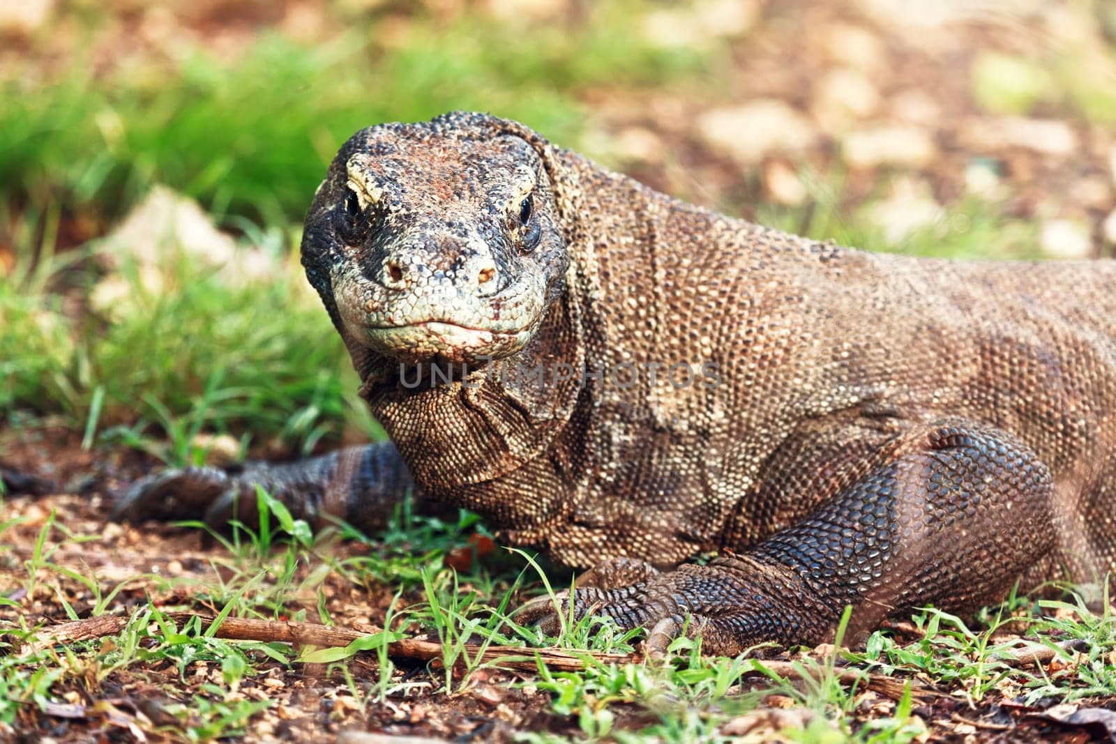 Portrait of  Komodo Dragon (Varanus komodoensis). Rinca