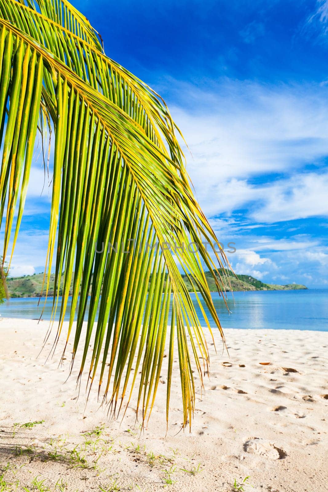 Coconut tree branch on the tropical beach