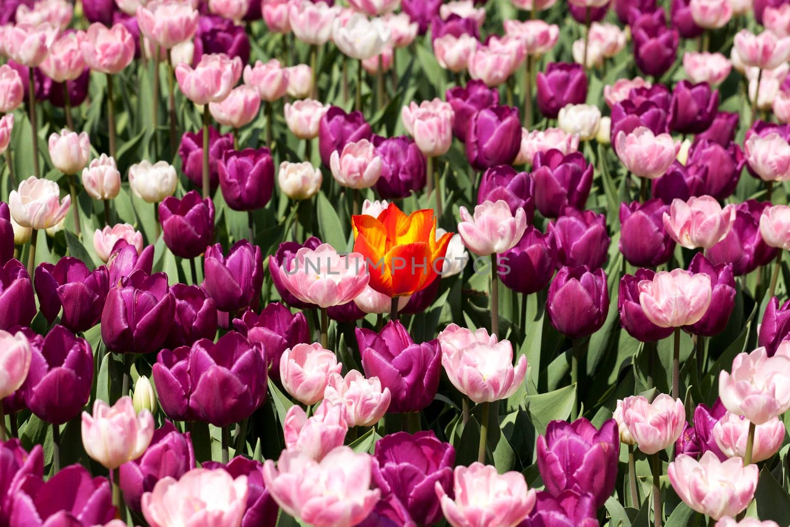 orange tulip in a purple bed,a flower has a different color