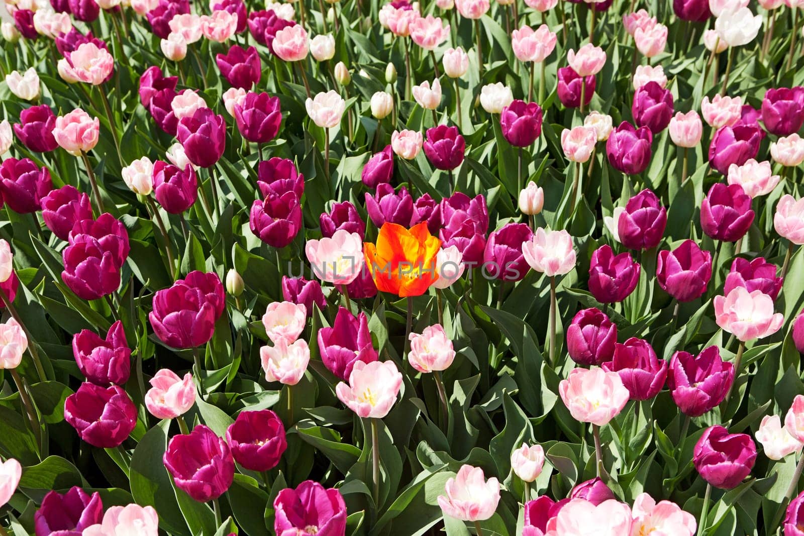 orange tulip in a purple bed,a flower has a different color
