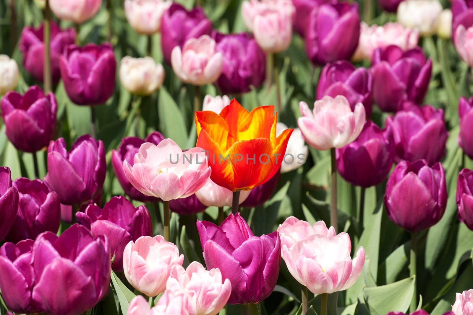 orange tulip in a purple bed,a flower has a different color