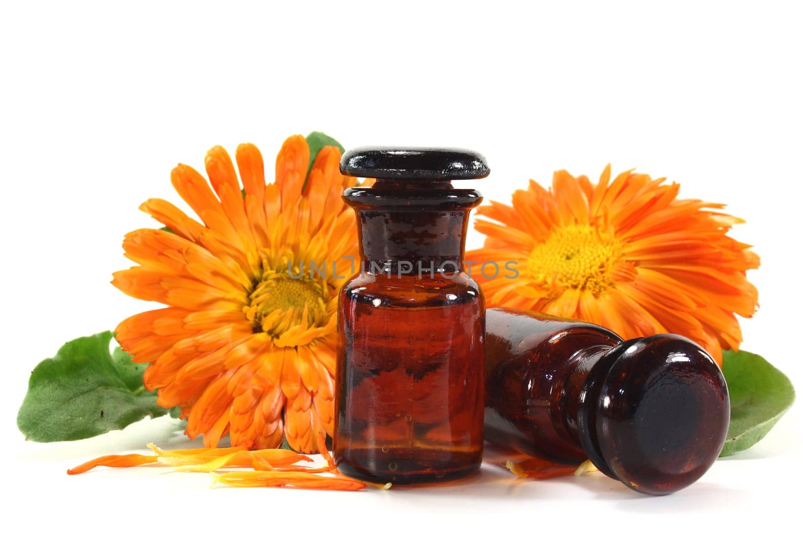 Calendula tincture and fresh flowers against white background