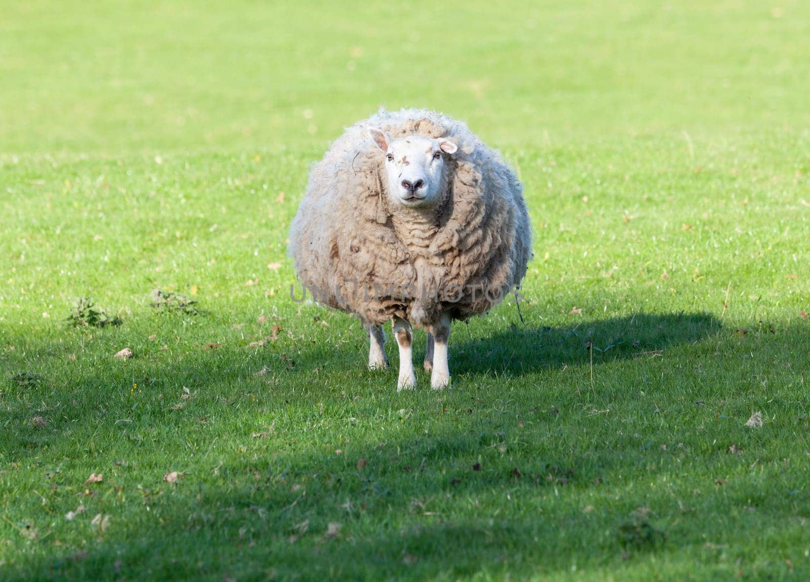 Sheep in meadow in Wales with very large amount of wool in round shape