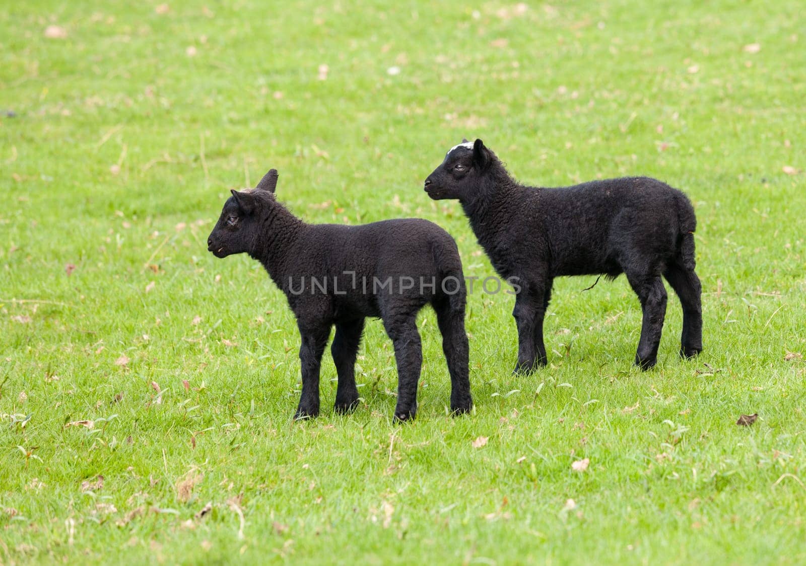 Two welsh lambs with black wool in a field in springtime