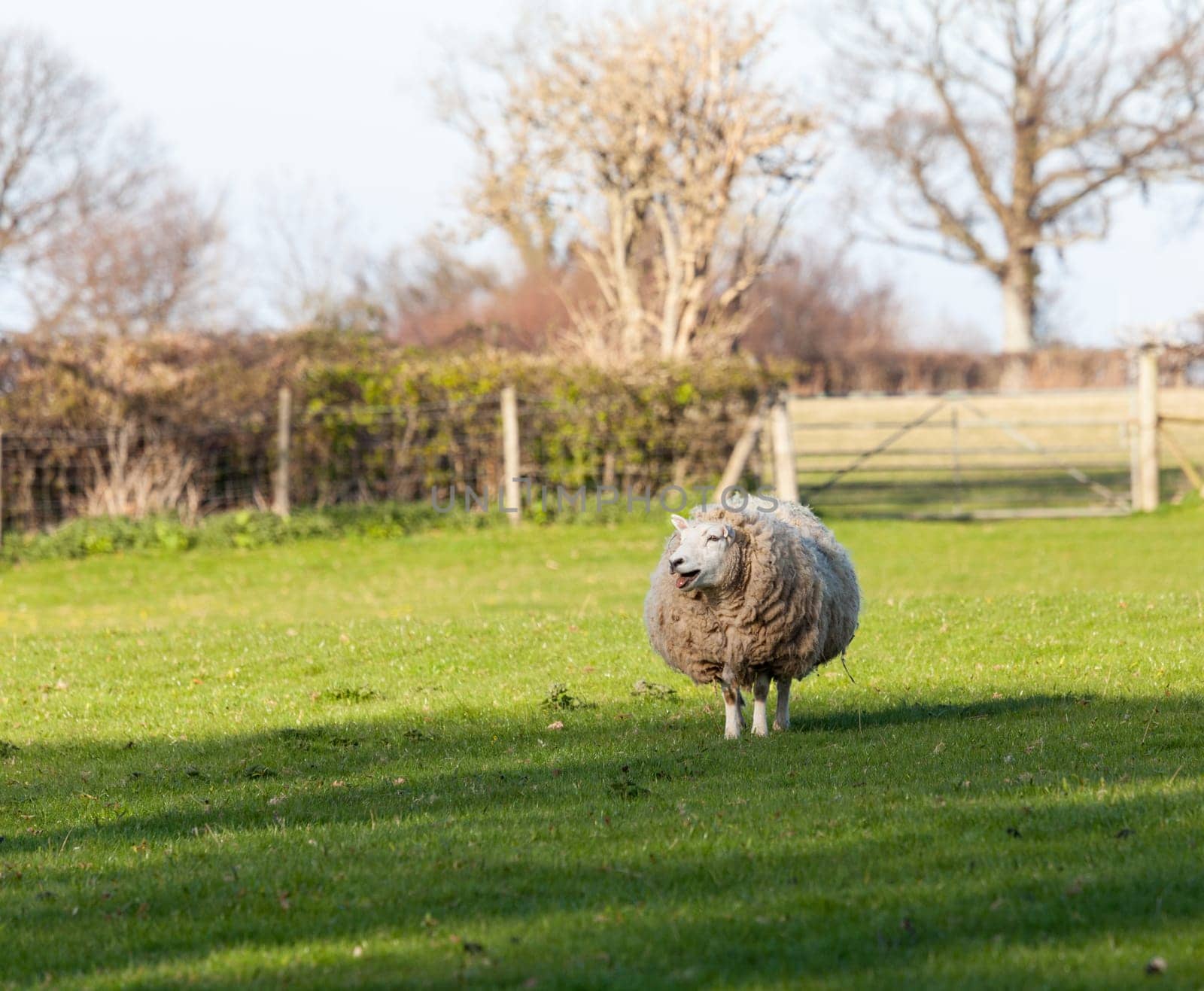 Sheep in meadow in Wales with very large amount of wool in round shape