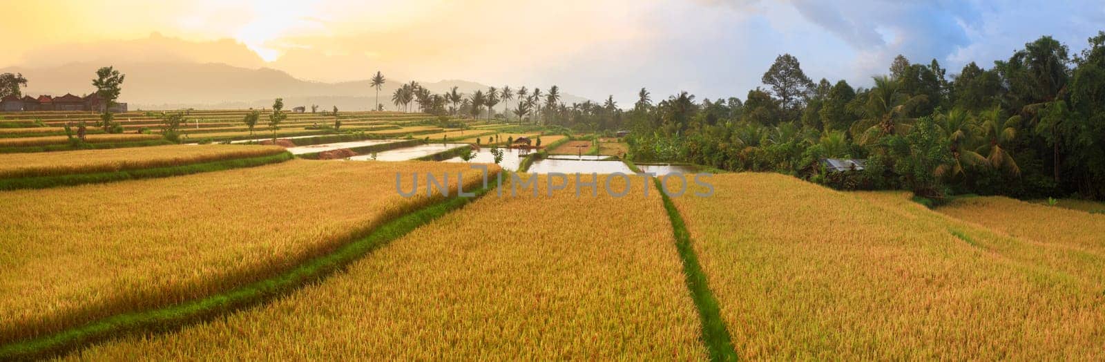 Panorama of the paddy rice field. Bali