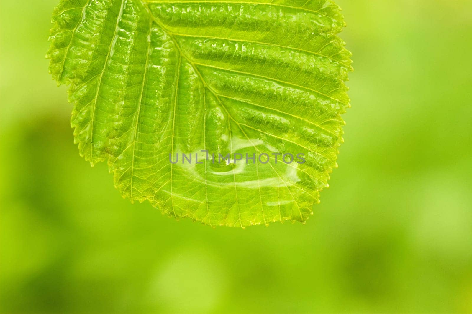 a single green wet leaf, very shallow focus