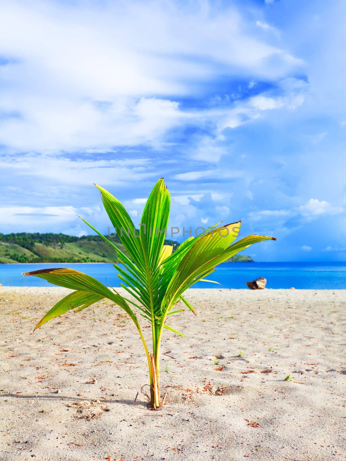 Coconut sprout on the tropical beach