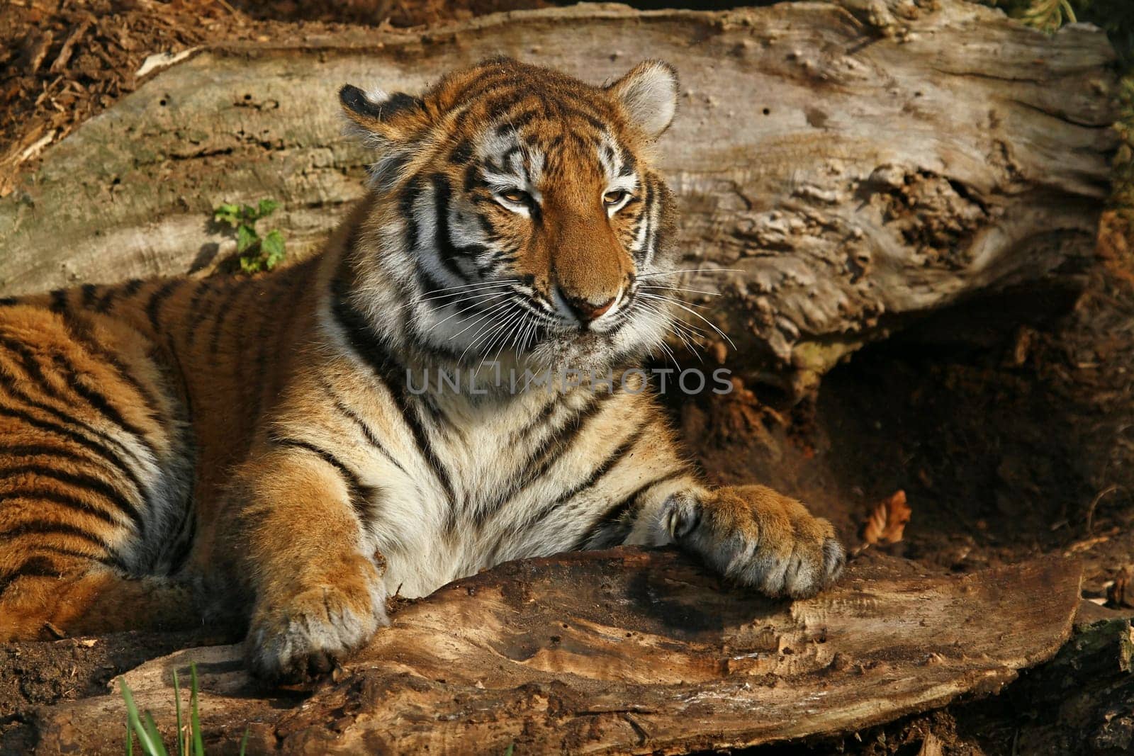 Siberian tiger