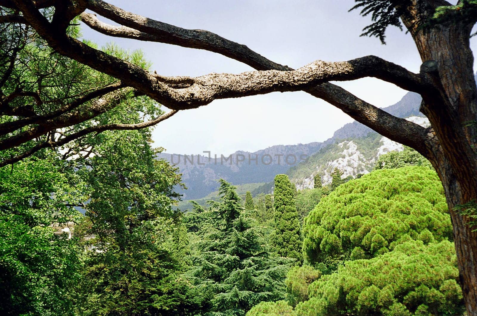 Green tree in botanic garden in Ukrain