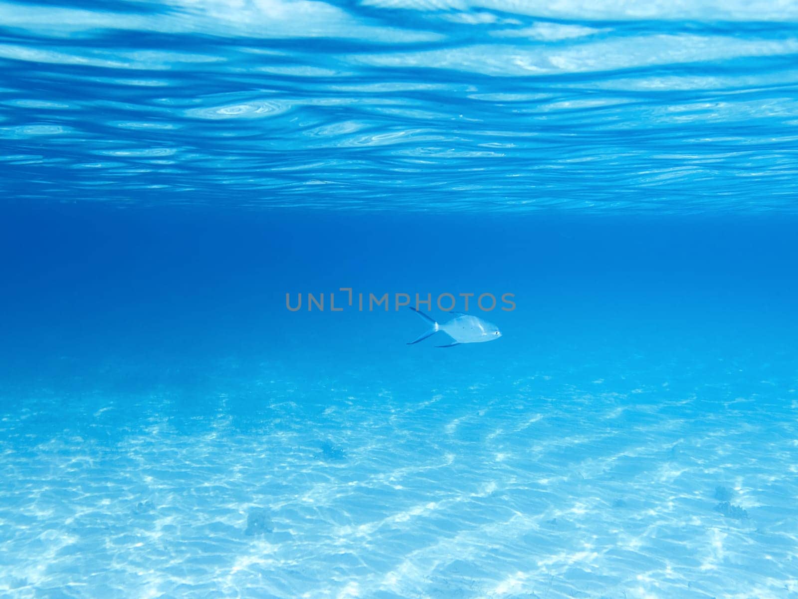 Sandy bottom, surface and fish in blue underwater