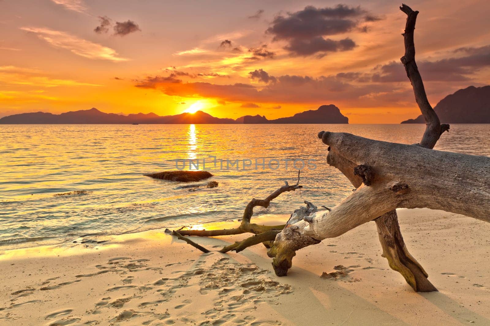 Sunset over the island. Dry tree on the foreground