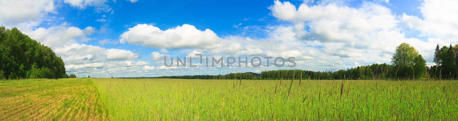 Panorama of a wheat field and cloudy sky