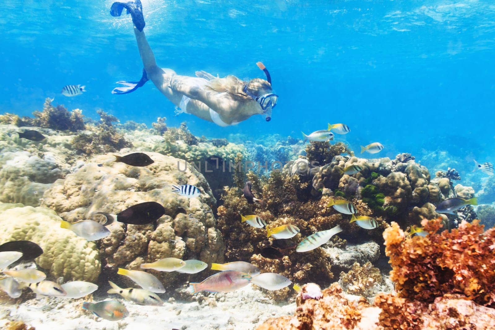 Beautiful woman diver swimming among the coral reef