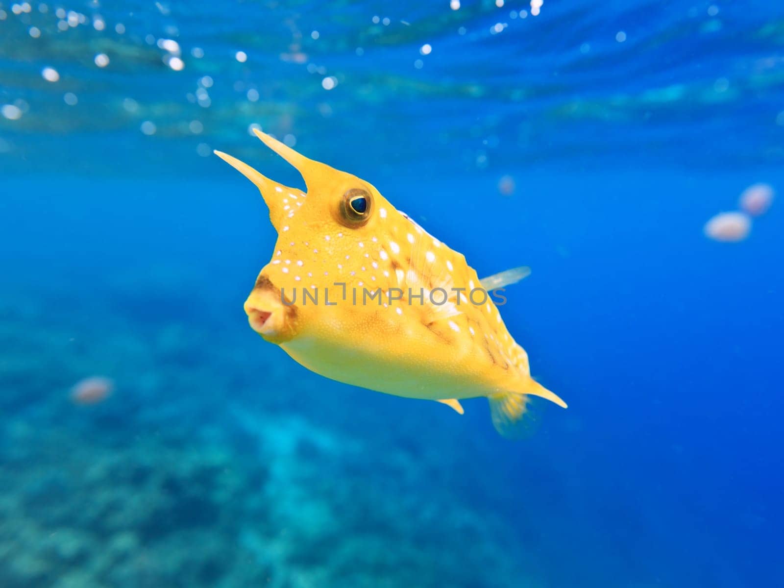 A longhorn cowfish (Lactoria cornuta)  underwater closeup