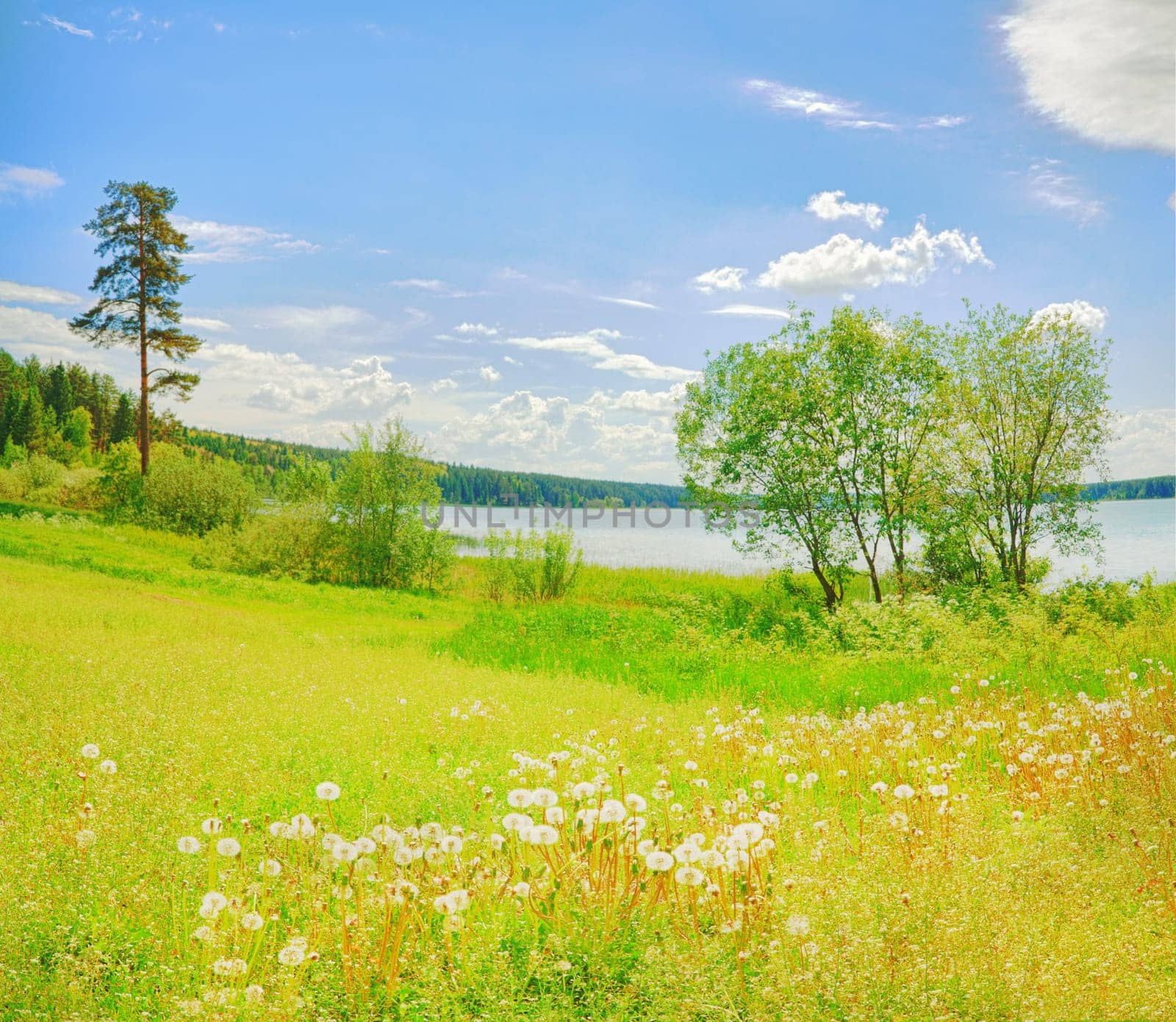 Lake in the forest. Dandelions on the foreground