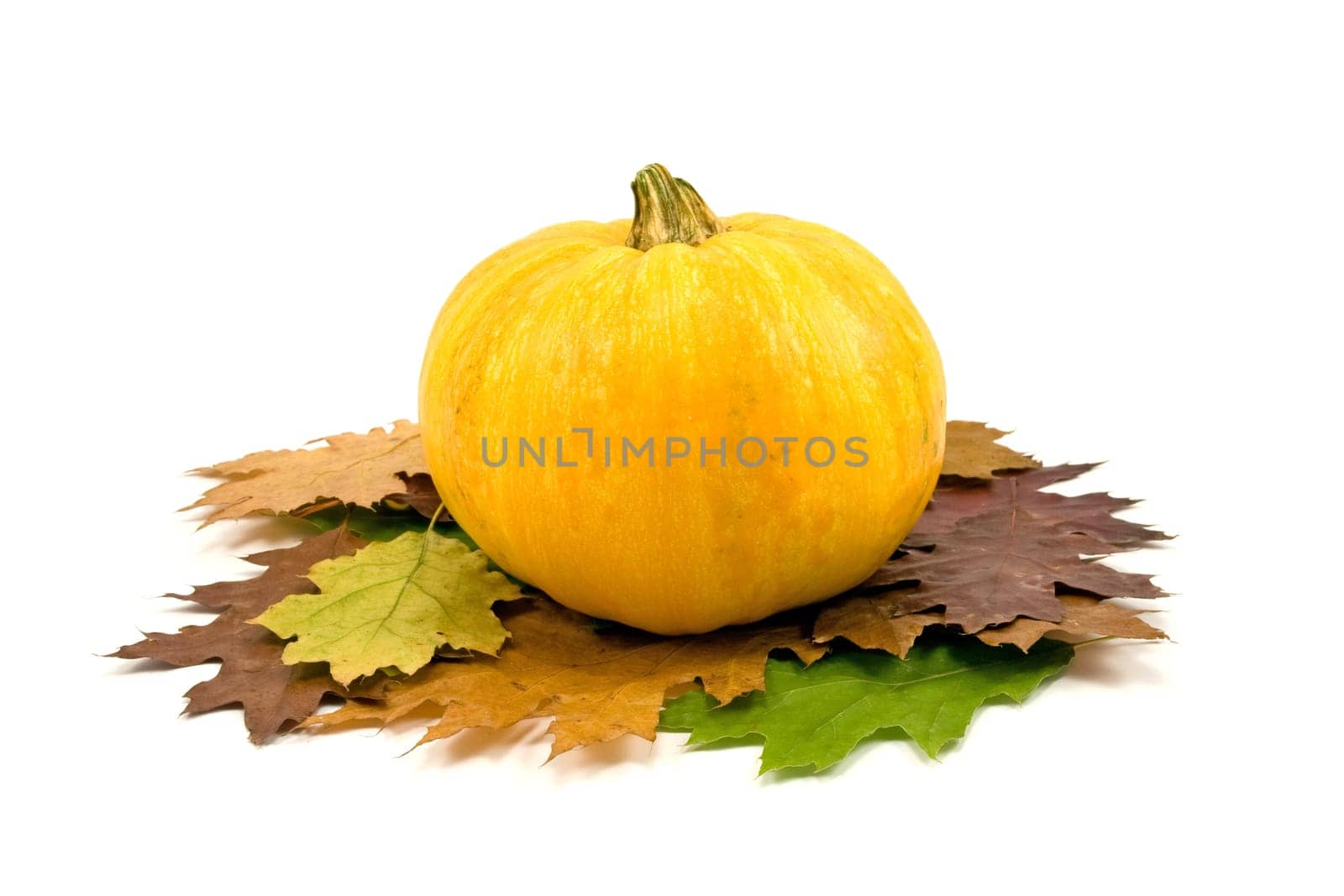 yellow pumpkin and autumnal leaves on white background