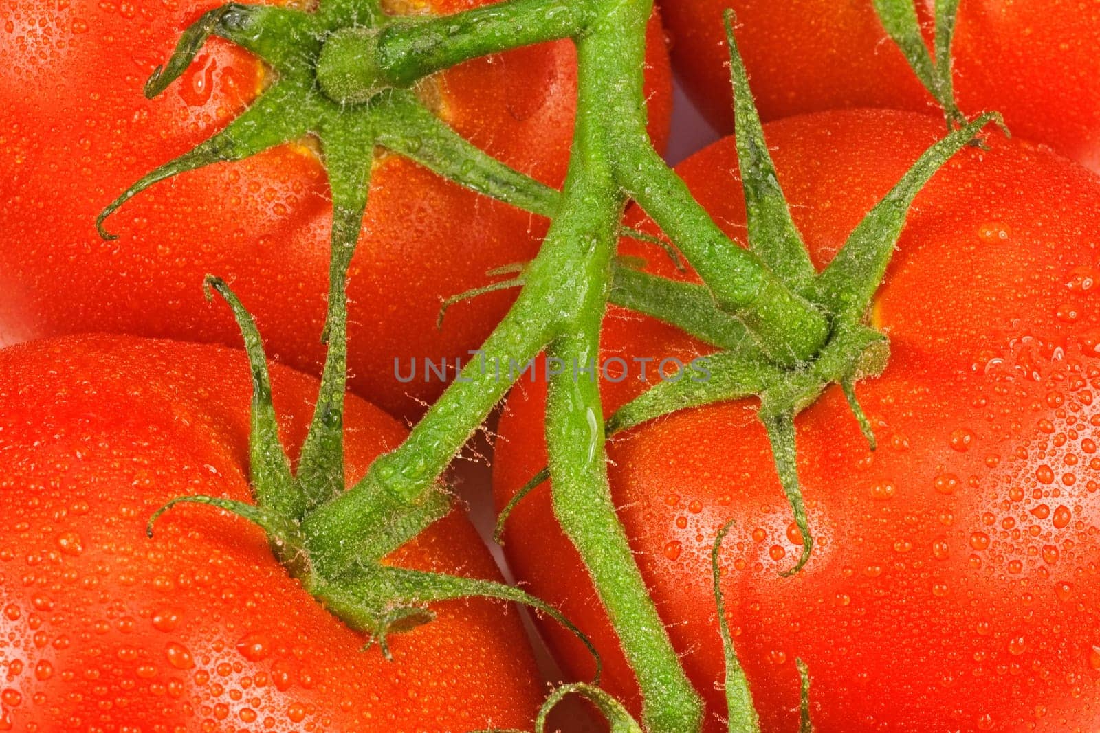 Red fresh tomatoes on a green twig
