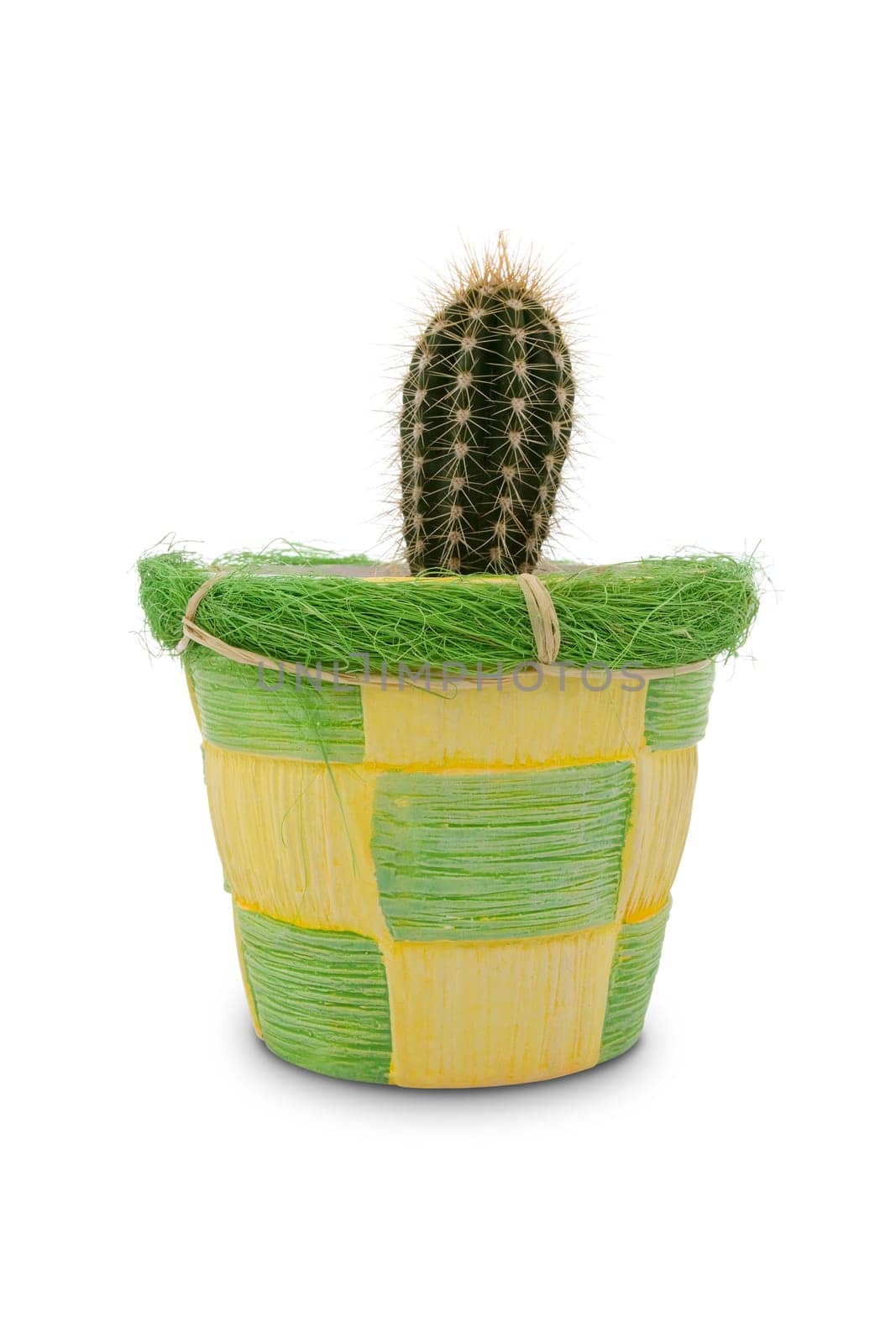 cactus in a decorative pot, isolated on white background