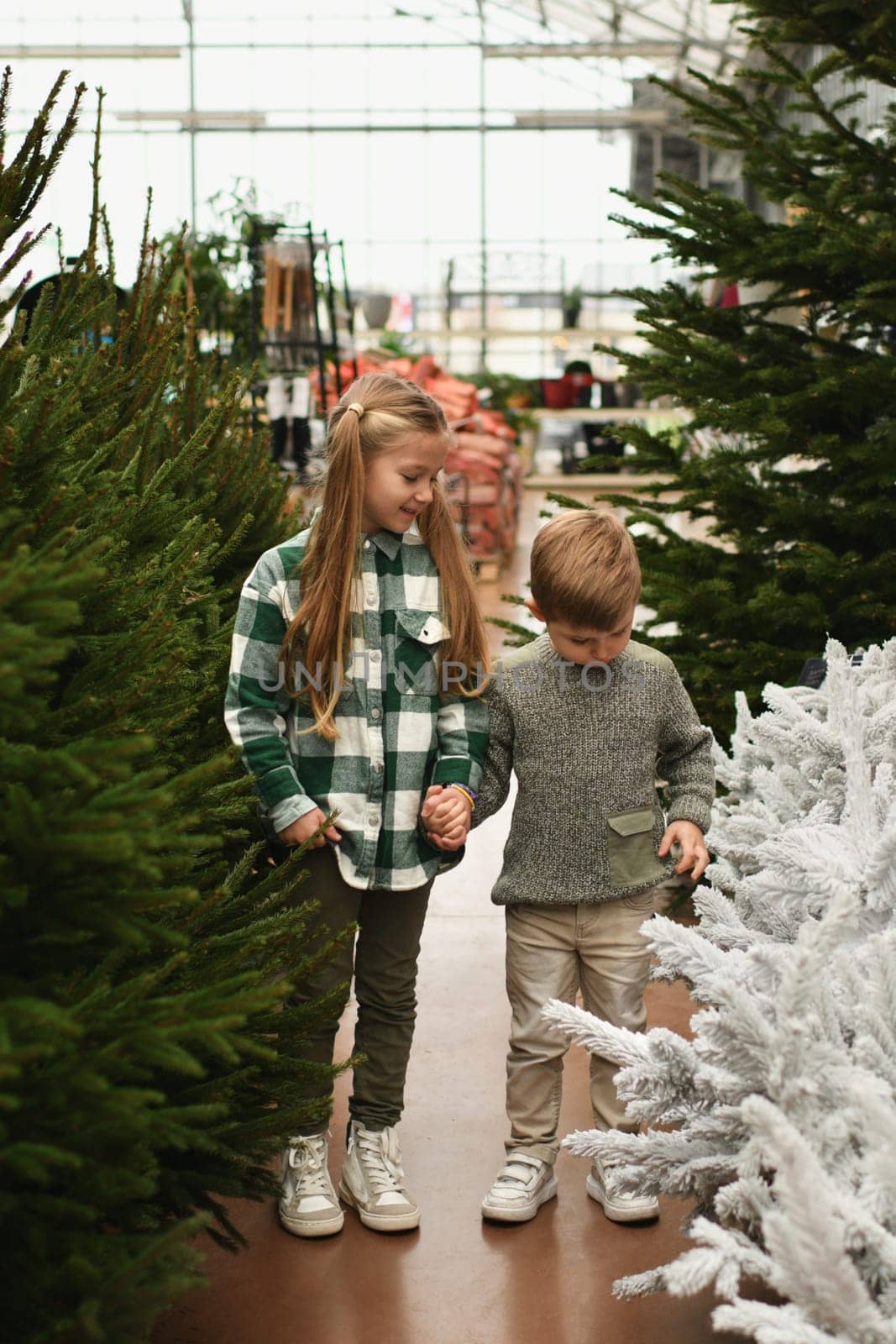 A family looking for a Christmas tree at the market