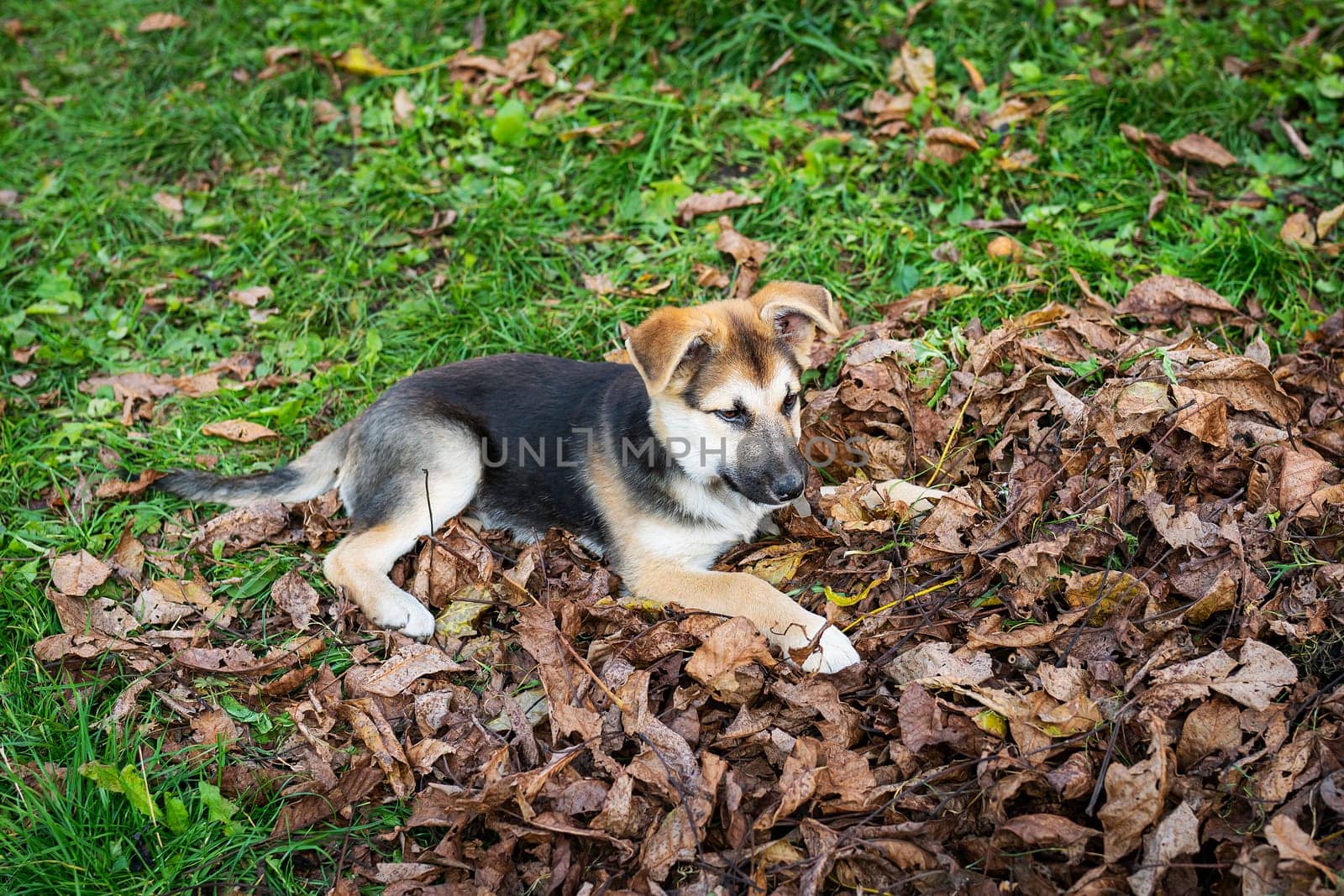 A homeless little very beautiful dog looks straight ahead, lies on a dry fallen autumn leaf, a playful dog