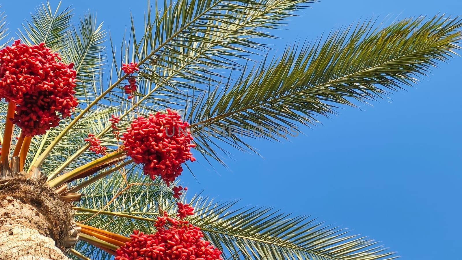 Palm leaves and dates on blue sky background.