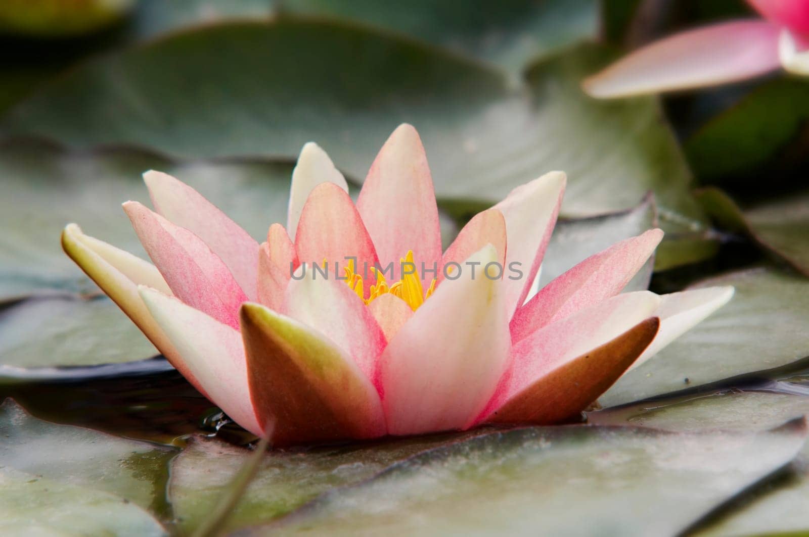 Shot of the white water lily on the water