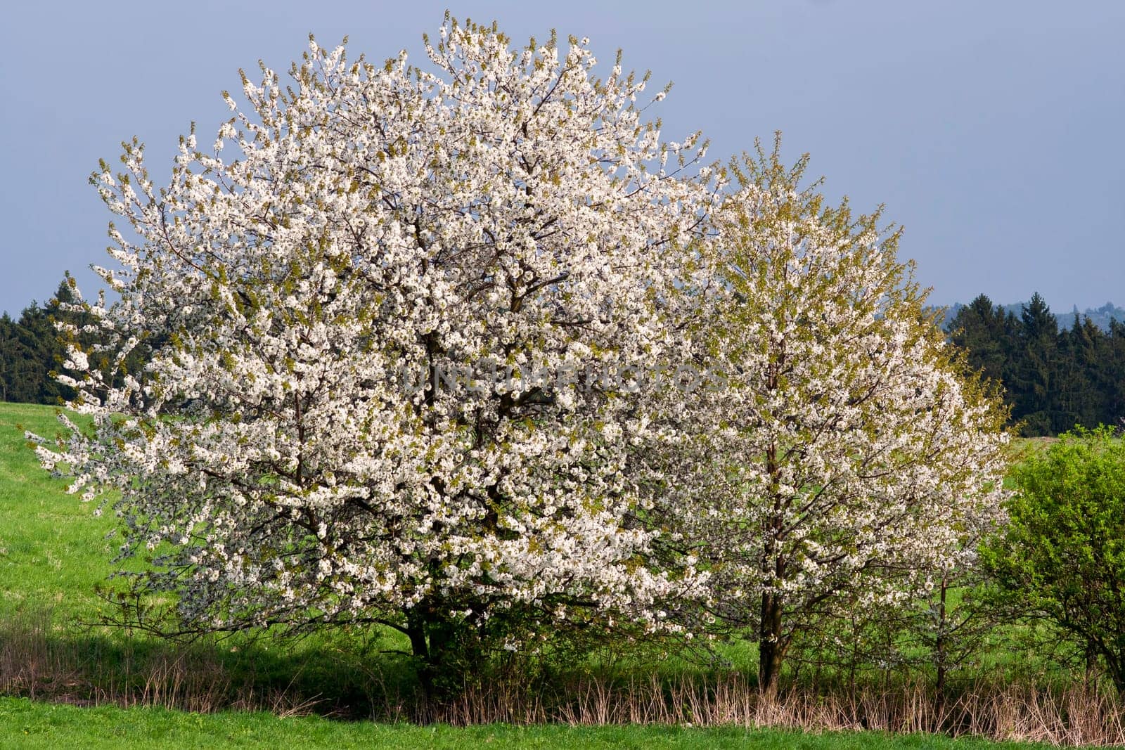 Shot of the flowering landscape with blossoming trees - covered in blossom