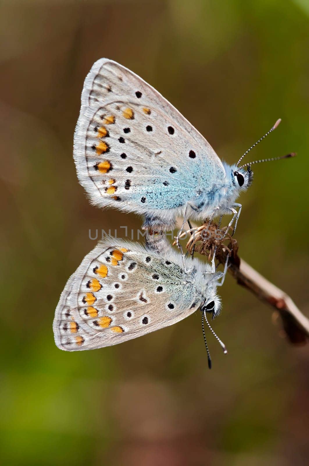 Detail (close-up) of the satyrid butterflies - meadow brown