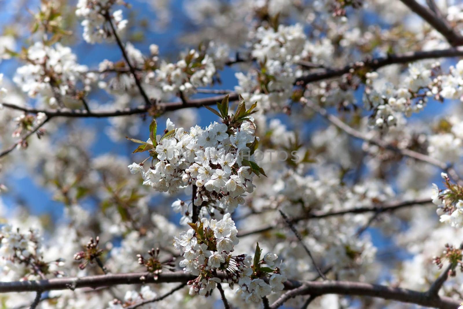 Detail of the full-blown branch