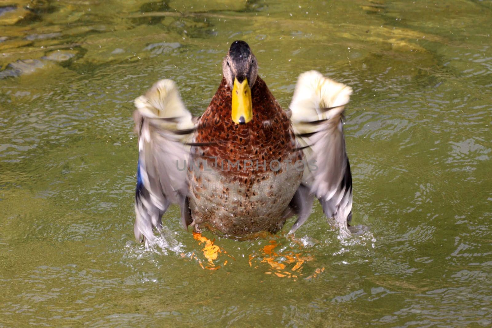Bathing Mallard