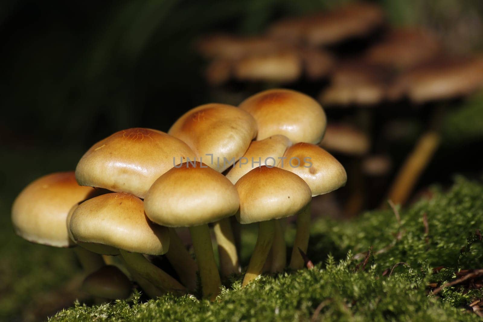 Green-leaved sulphur heads